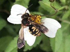 Triepeolus intrepidus