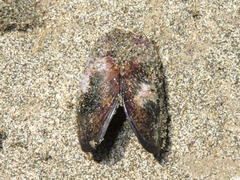 Semimytilus patagonicus