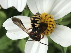 Triepeolus intrepidus