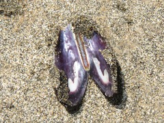 Semimytilus patagonicus