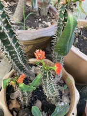 Euphorbia neohumbertii