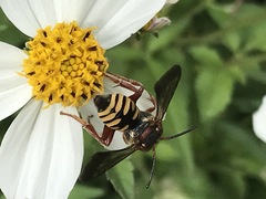 Triepeolus intrepidus