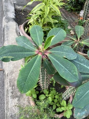 Euphorbia neohumbertii