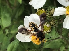 Triepeolus intrepidus