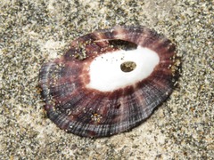 Fissurella limbata
