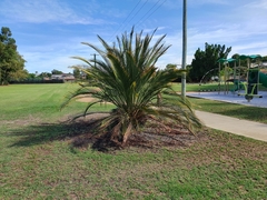 Macrozamia fraseri