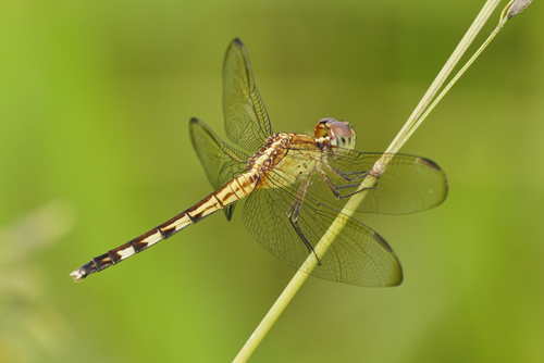 Band-winged Dragonlet