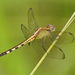 Band-winged Dragonlet - Photo (c) Cameron Eckert, some rights reserved (CC BY-NC), uploaded by Cameron Eckert