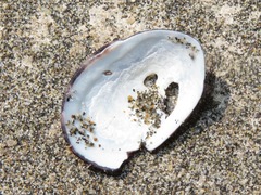 Fissurella limbata