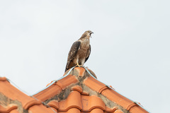 Pernis ptilorhynchus