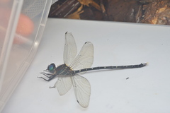 Synthemis miranda
