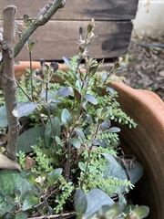 Strobilanthes reptans