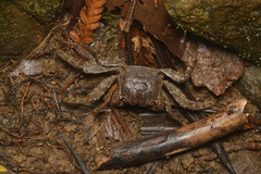 Sesarmops imperator