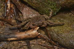 Sesarmops imperator