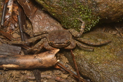 Sesarmops imperator