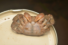 Sesarmops imperator