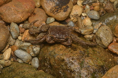 Sesarmops imperator