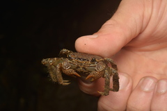 Sesarmops imperator