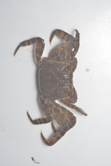 Sesarmops imperator