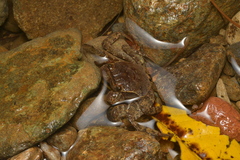 Sesarmops imperator