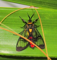 Argyroeides sanguinea