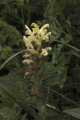 Pedicularis chroorrhyncha