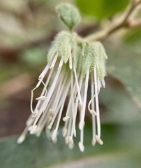Chorilaena quercifolia