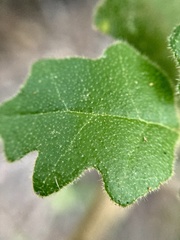 Chorilaena quercifolia