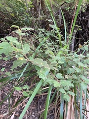 Chorilaena quercifolia