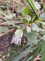 Chorilaena quercifolia