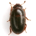 Ample Sap Beetle - Photo (c) Mike Quinn, Austin, TX, some rights reserved (CC BY-NC), uploaded by Mike Quinn, Austin, TX