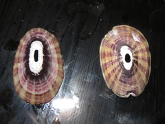 Fissurella limbata