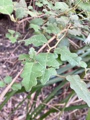 Chorilaena quercifolia