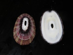 Fissurella limbata
