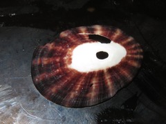 Fissurella limbata