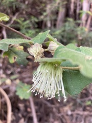 Chorilaena quercifolia