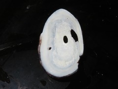 Fissurella limbata