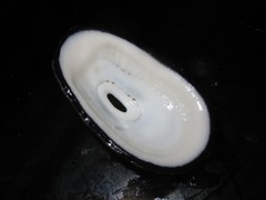 Fissurella limbata