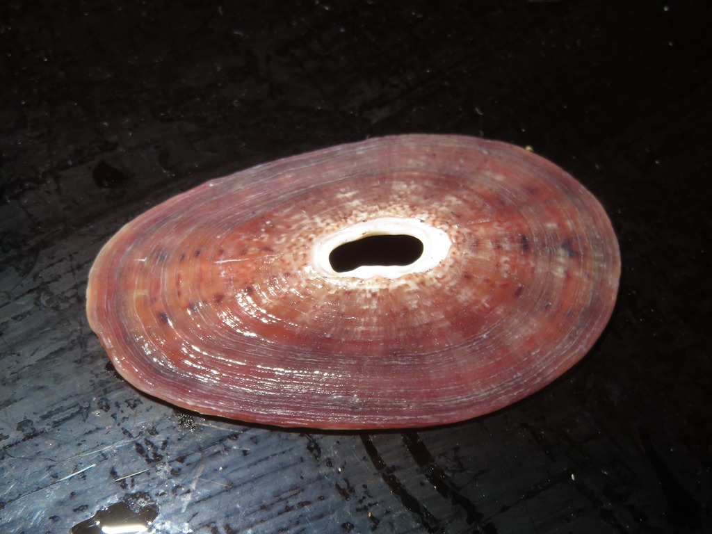 Fissurella pulchra
