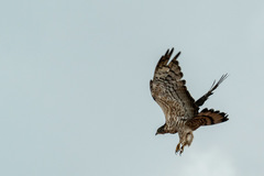 Pernis ptilorhynchus