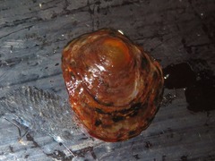 Discinisca lamellosa