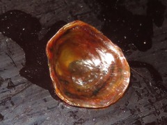 Discinisca lamellosa