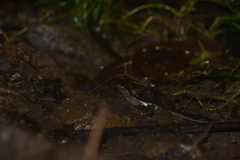 Marmorosphax tricolor