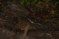 Marmorosphax tricolor