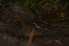 Marmorosphax tricolor