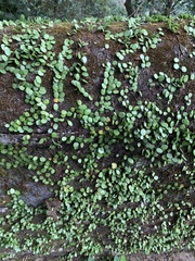 Lemmaphyllum microphyllum