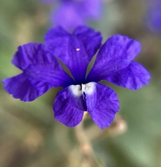 Dampiera hederacea