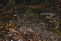 Marmorosphax tricolor