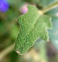 Dampiera hederacea