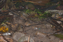 Marmorosphax tricolor